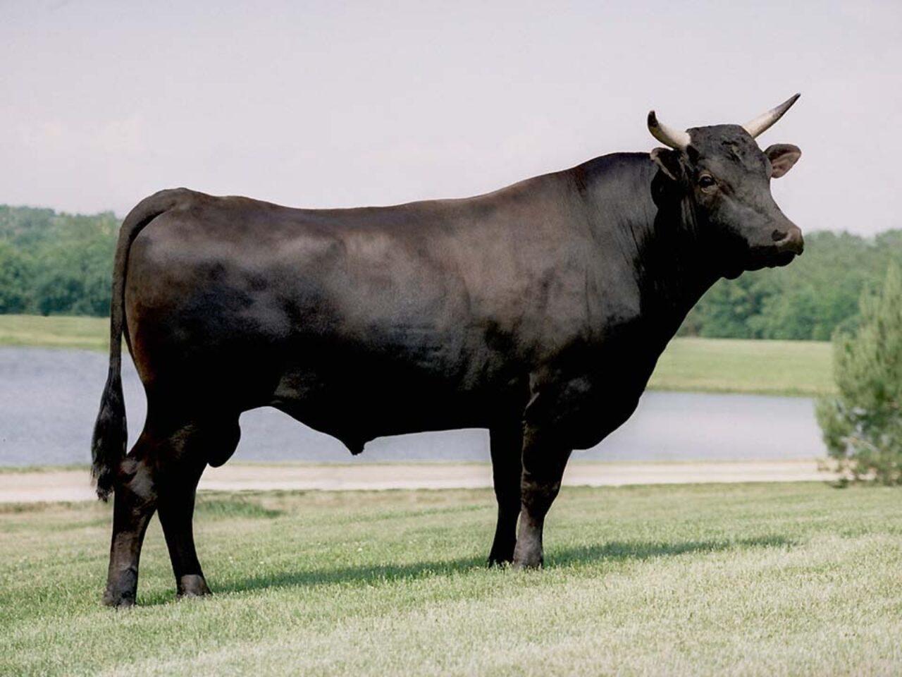 What Is Wagyu?